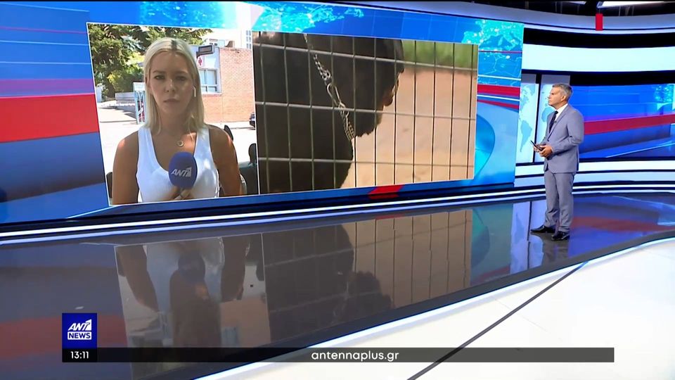Επίθεση από σκύλο: Στην ΜΕΘ νοσηλεύεται ο 6χρονος