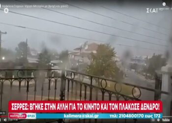 Σέρρες: Βγήκε στην αυλή για το κινητό και τον πλάκωσε δένδρο