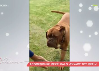 Μουντιάλ 2022: Αποθεώθηκε μέχρι και… σκύλος του Μέσι!