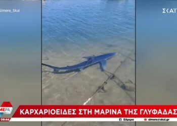 Απίστευτο: Καρχαρίας στα ρηχά της Γλυφάδας – Δείτε βίντεο
